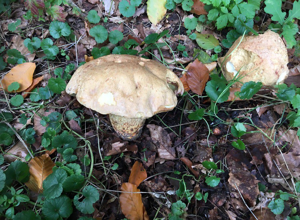 Полубелый гриб. Боровик жёлтый (Boletus impolitus) - фото 6