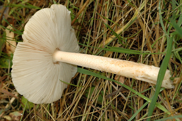 Поплавок шафранный (Amanita crocea) - фото 2