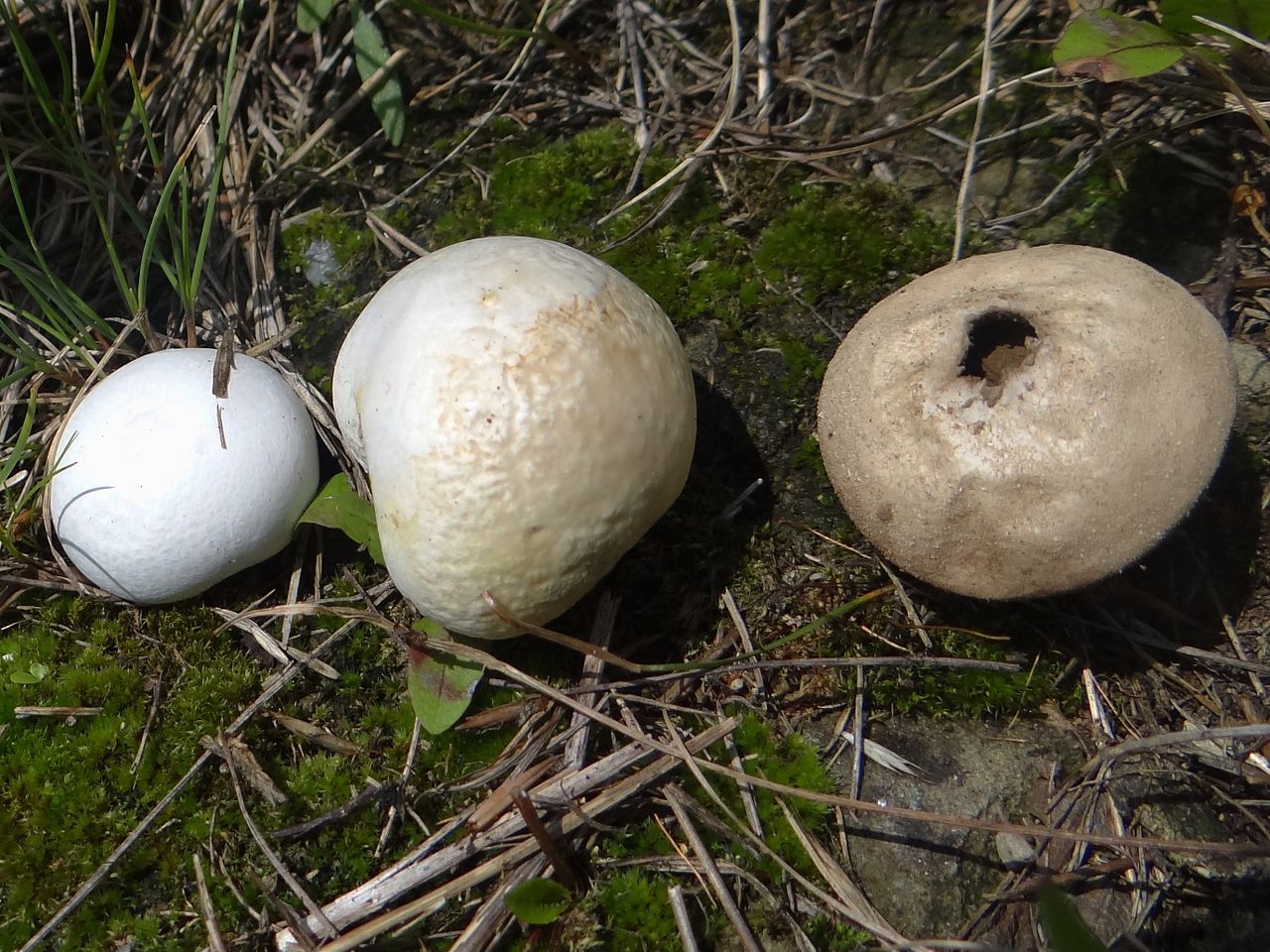 Порховка чернеющая (Bovista nigrescens) - фото 3