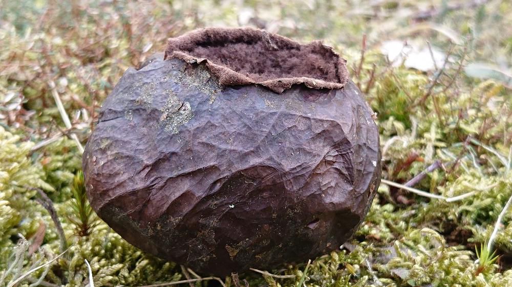 Порховка чернеющая (Bovista nigrescens) - фото 5