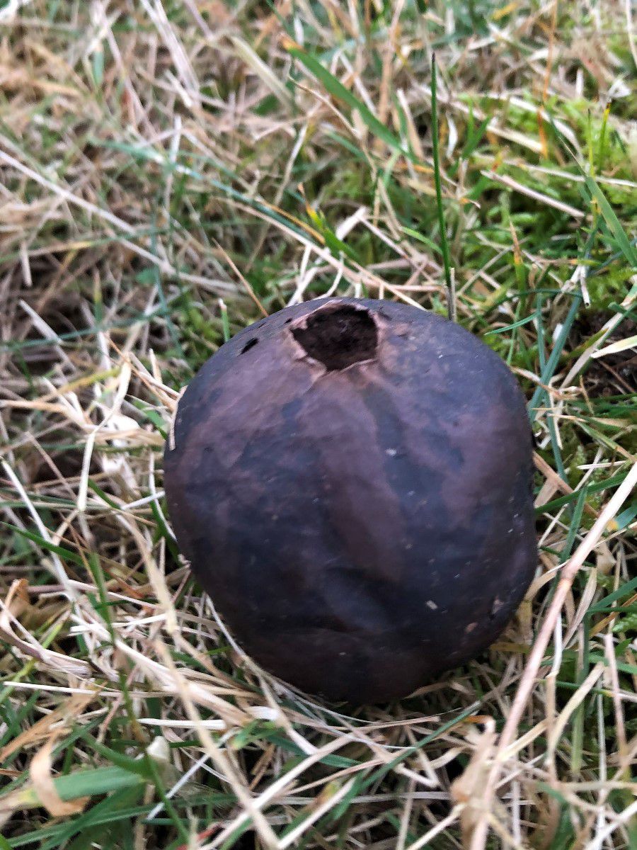 Порховка чернеющая (Bovista nigrescens) - фото 6