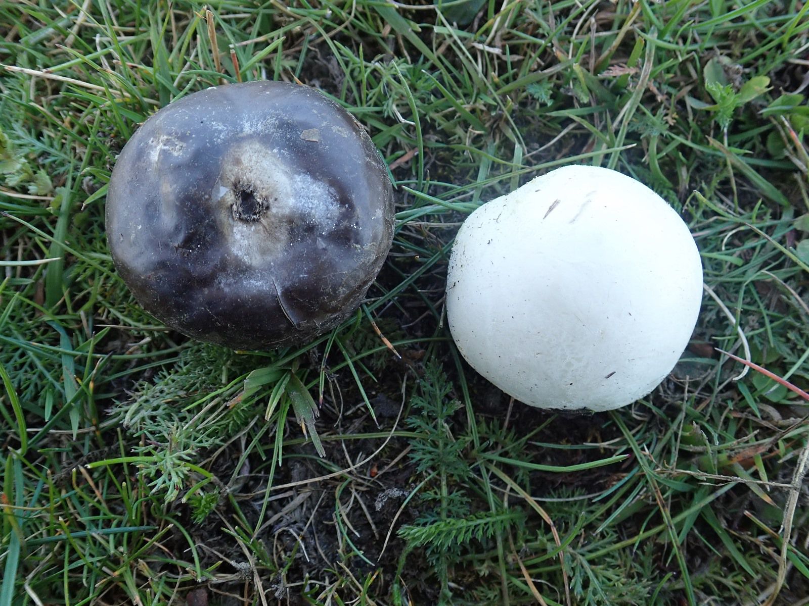 Порховка чернеющая (Bovista nigrescens) - фото 7