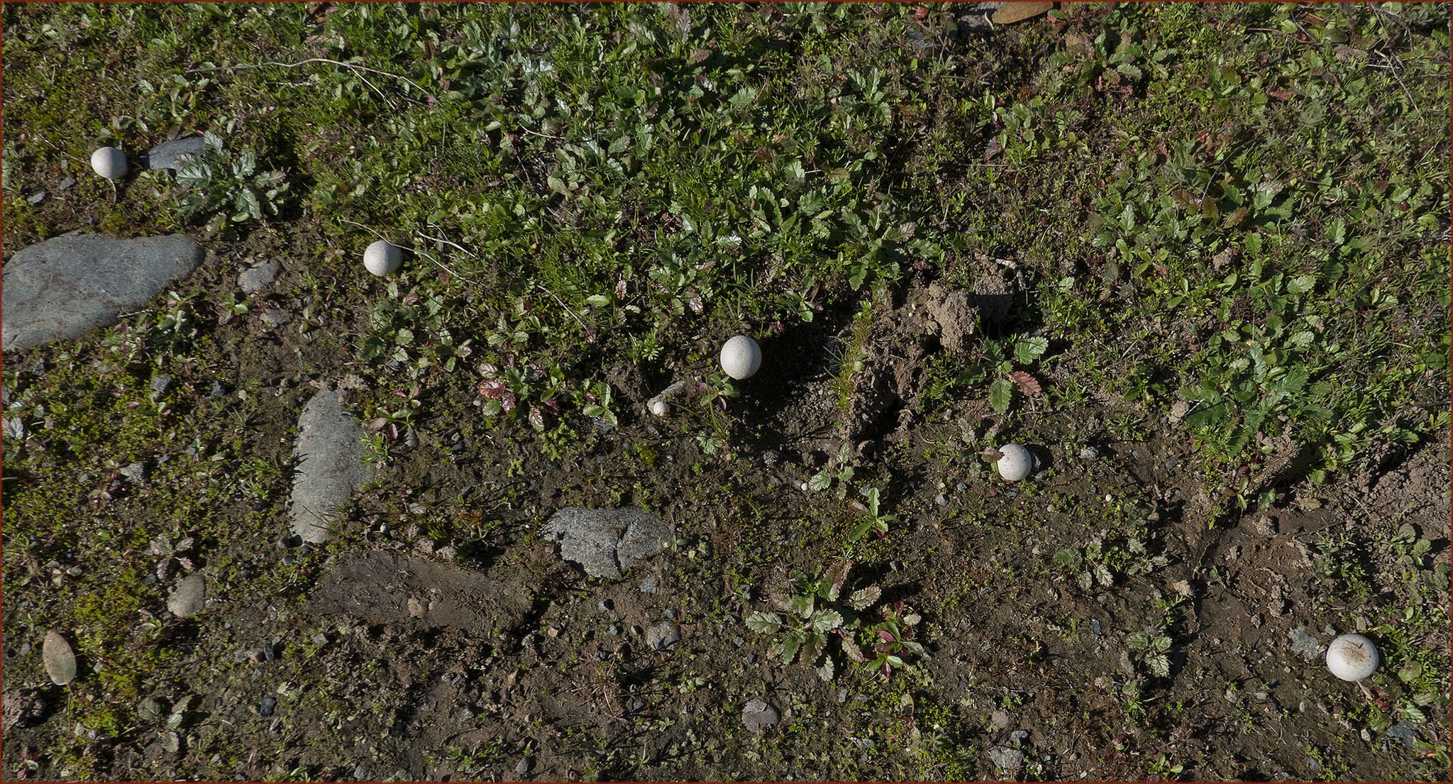 Порховка свинцово-серая (Bovista plumbea) - фото 4