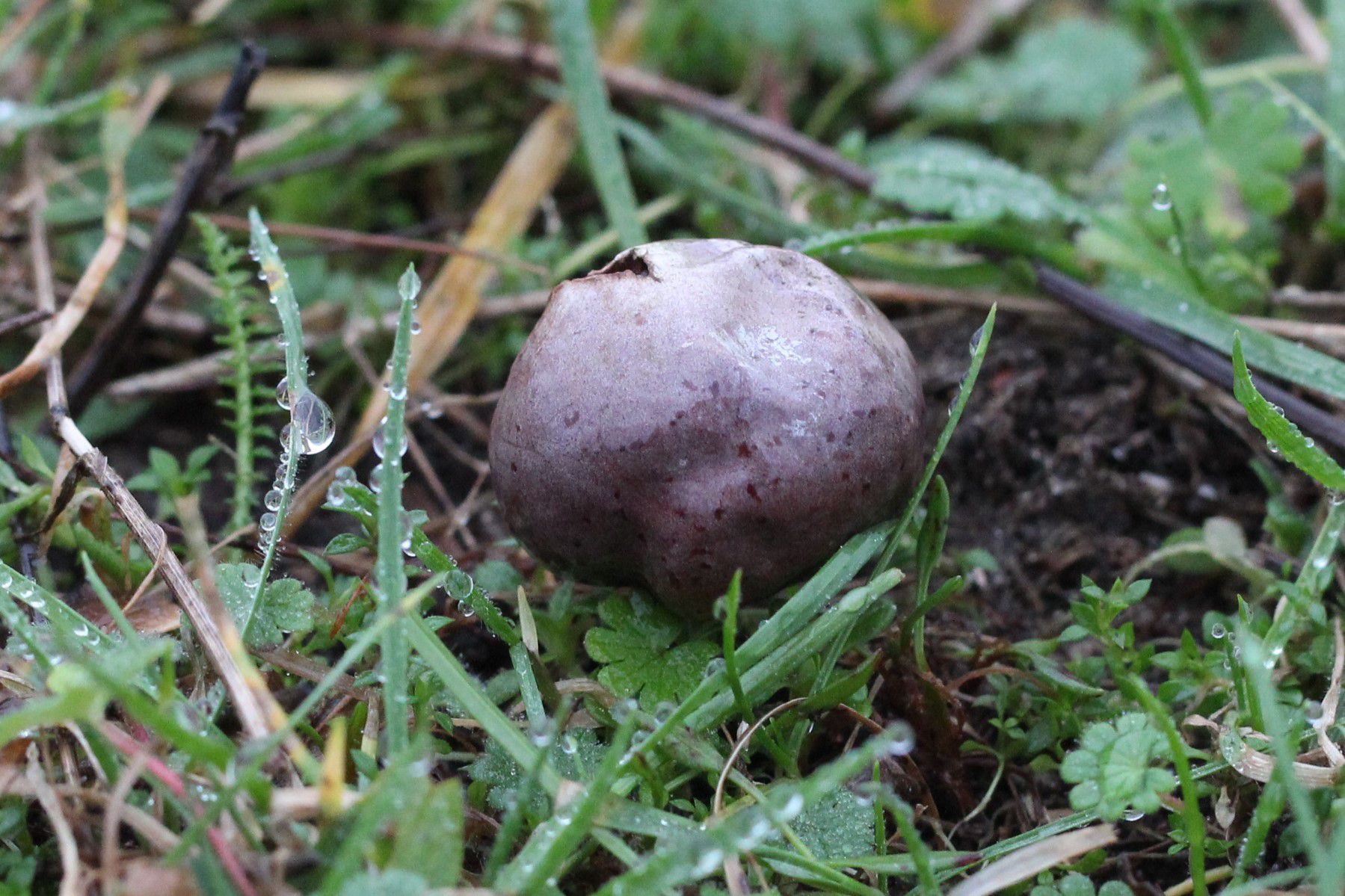 Порховка свинцово-серая (Bovista plumbea) - фото 5