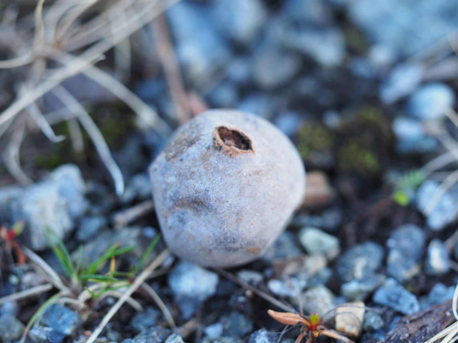 Порховка свинцово-серая (Bovista plumbea) - фото 6