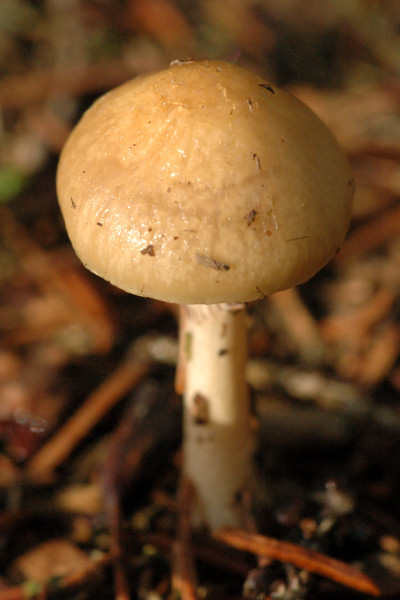 Псилоцибе навозная (Psilocybe coprophila) - фото 9