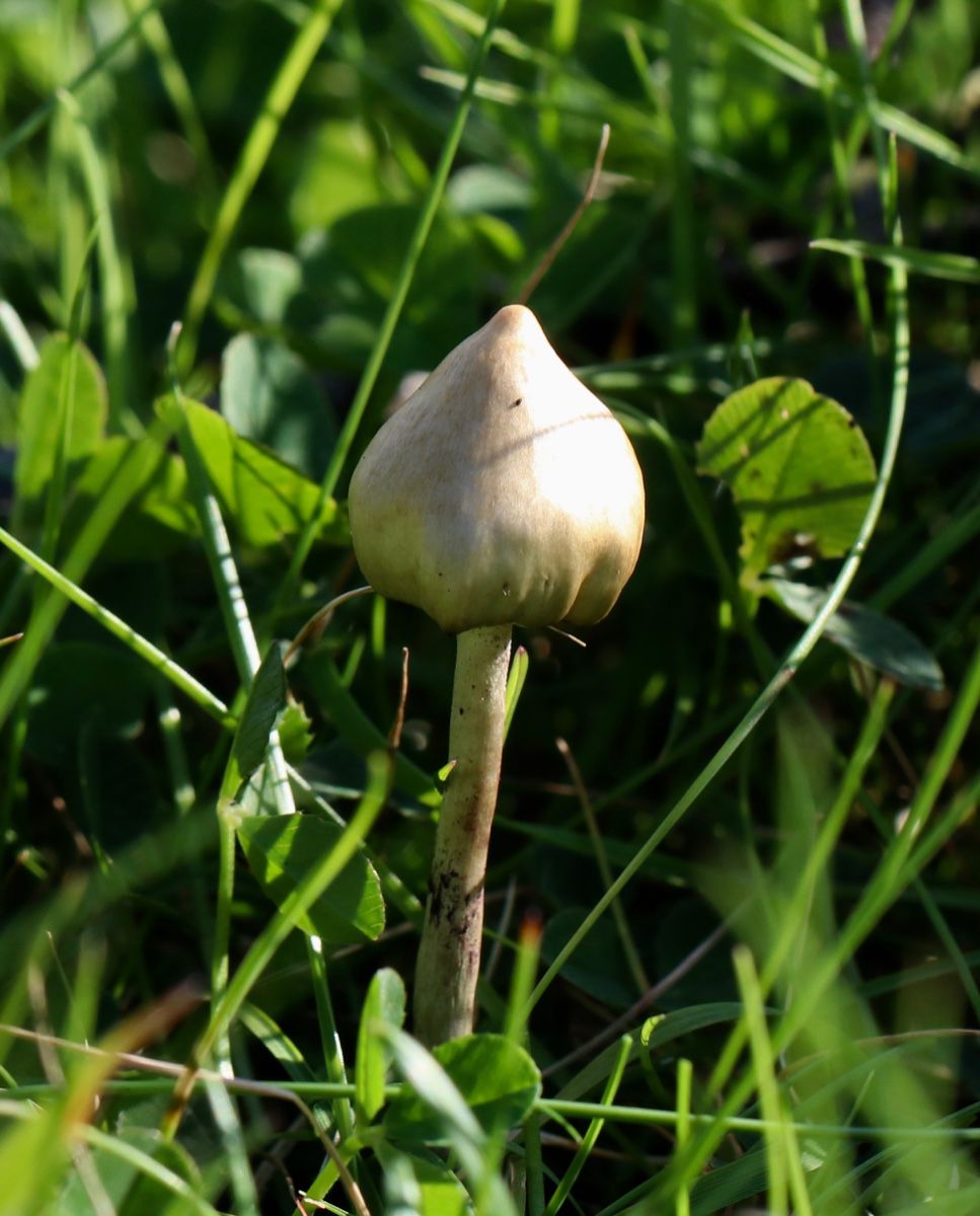 Псилоцибе сосочковидная, полуланцетовидная (Psilocybe semilanceata) - фото 9