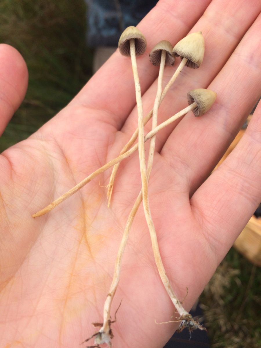 Псилоцибе сосочковидная, полуланцетовидная (Psilocybe semilanceata) - фото 10