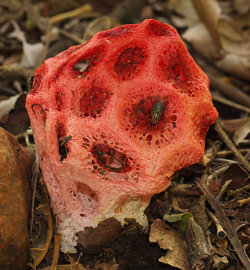 Решёточник красный (Clathrus ruber) - фото 2