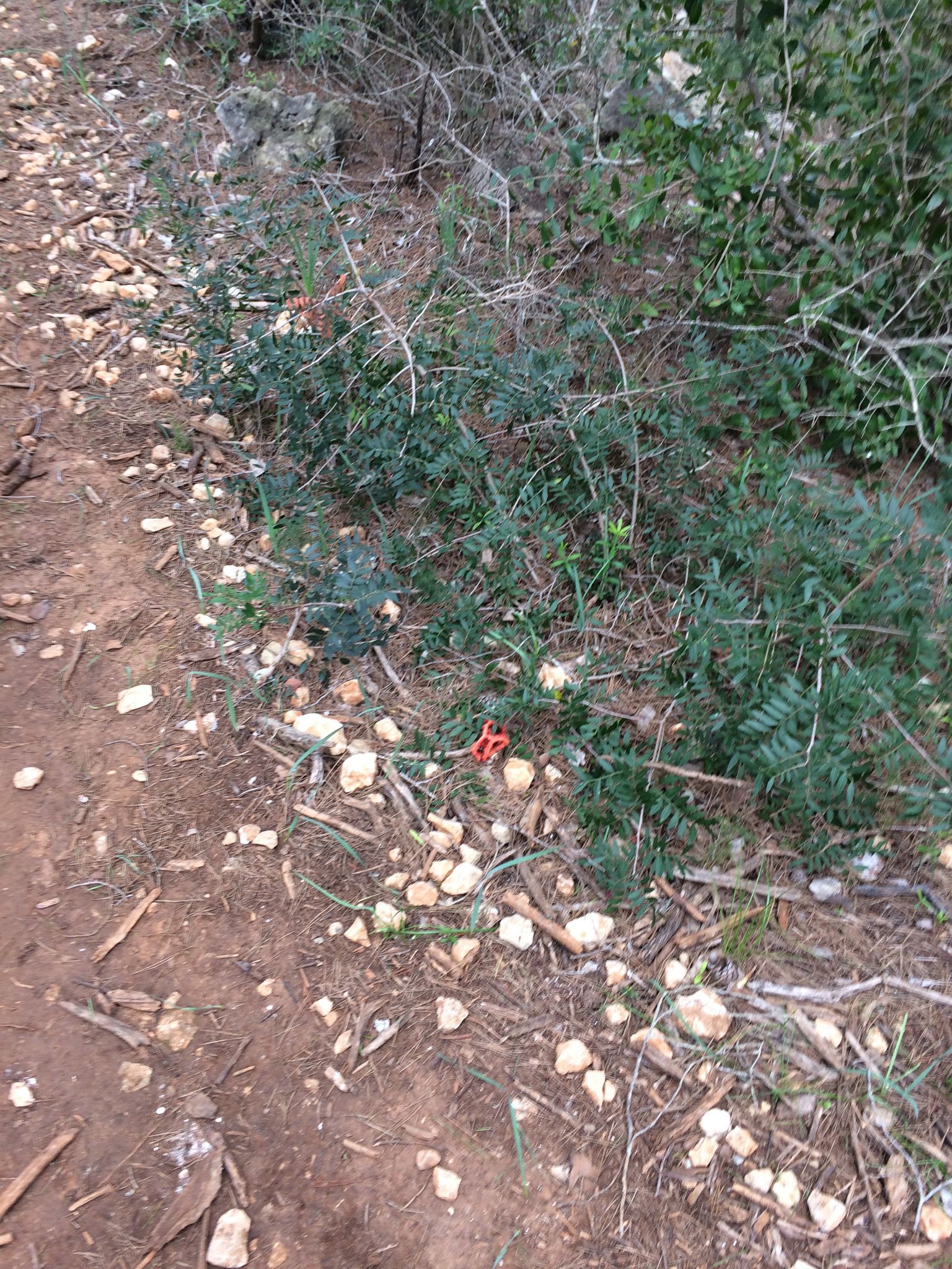 Решёточник красный (Clathrus ruber) - фото 7