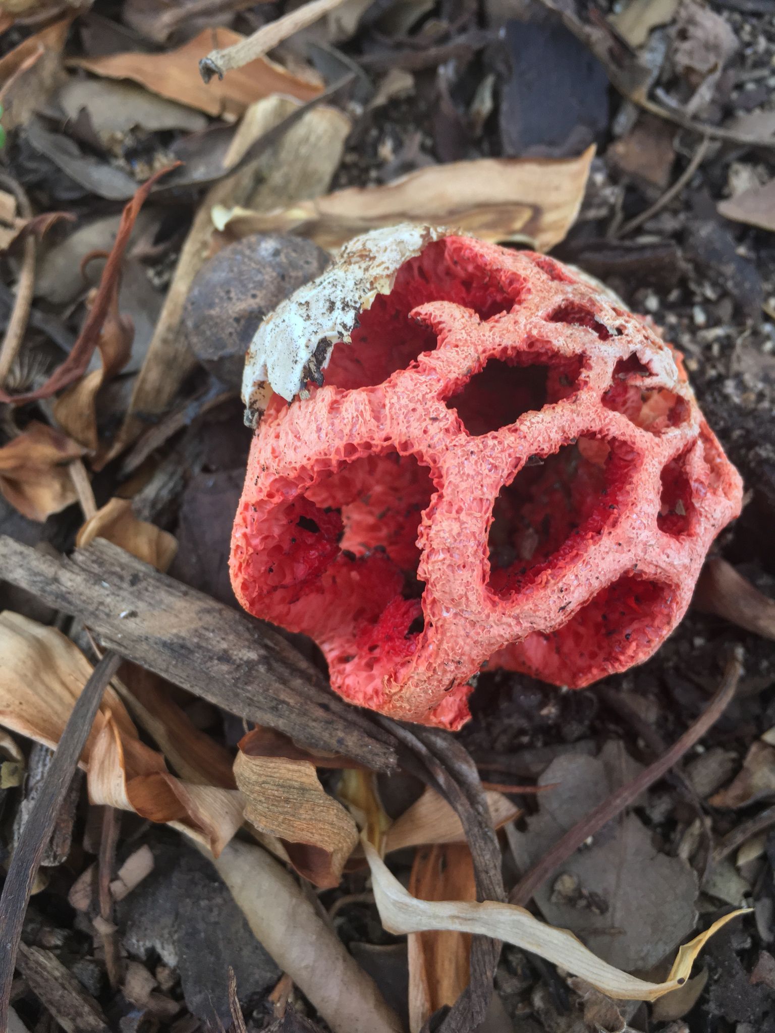 токсично красный. решёточник красный гриб. яркий красный цвет. яд. ядовитый гриб решеточник.