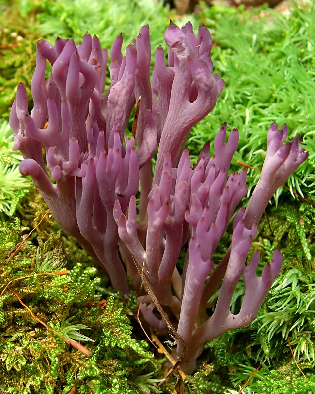 Рогатик аметистовый. Клавулина аметистовая (Clavulina amethystina) - фото 2