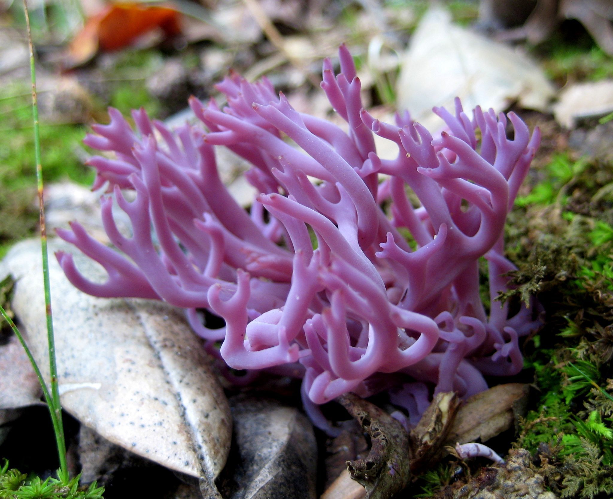 Рогатик аметистовый. Клавулина аметистовая (Clavulina amethystina) - фото 3
