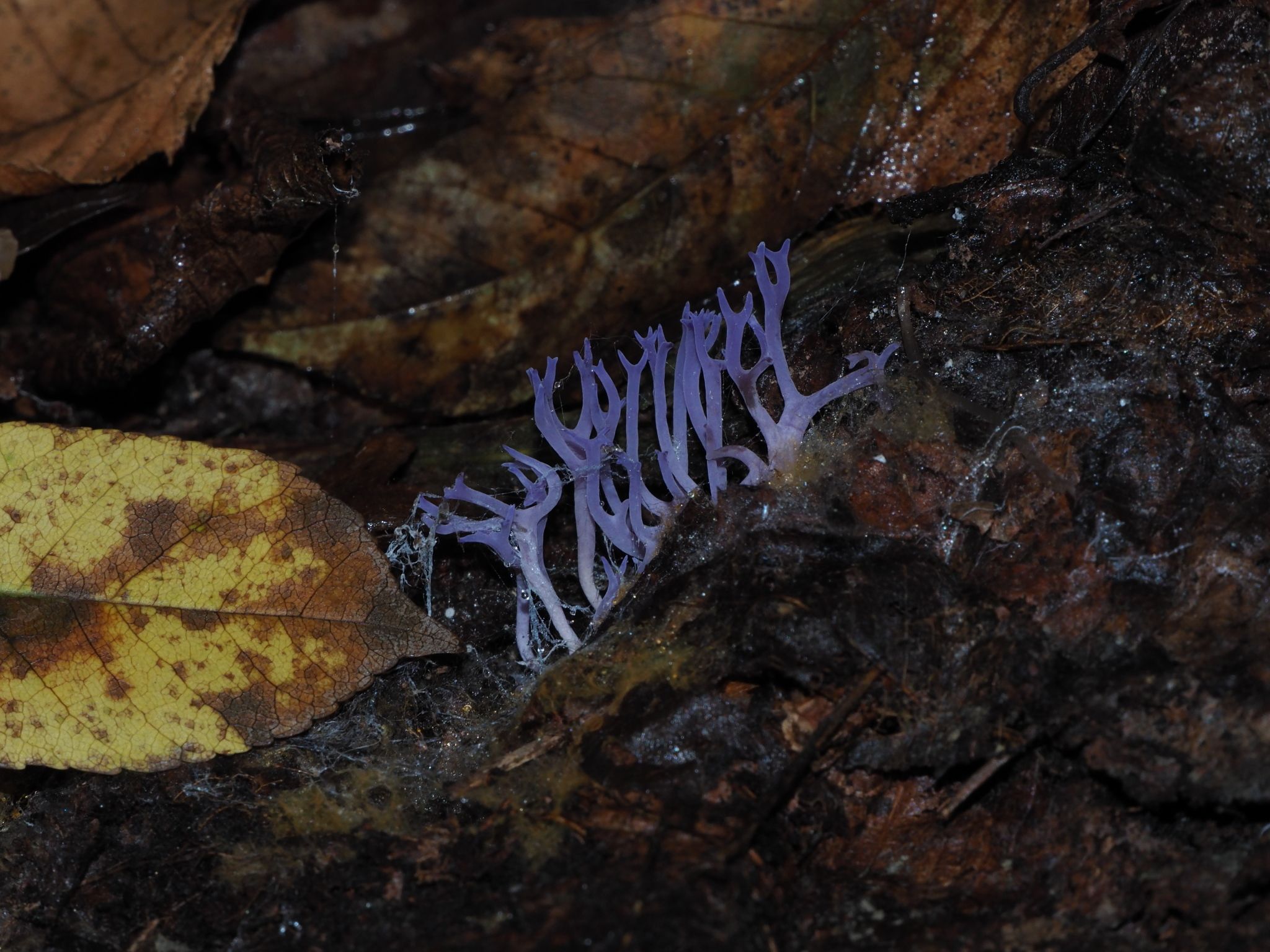 Рогатик аметистовый. Клавулина аметистовая (Clavulina amethystina) - фото 4