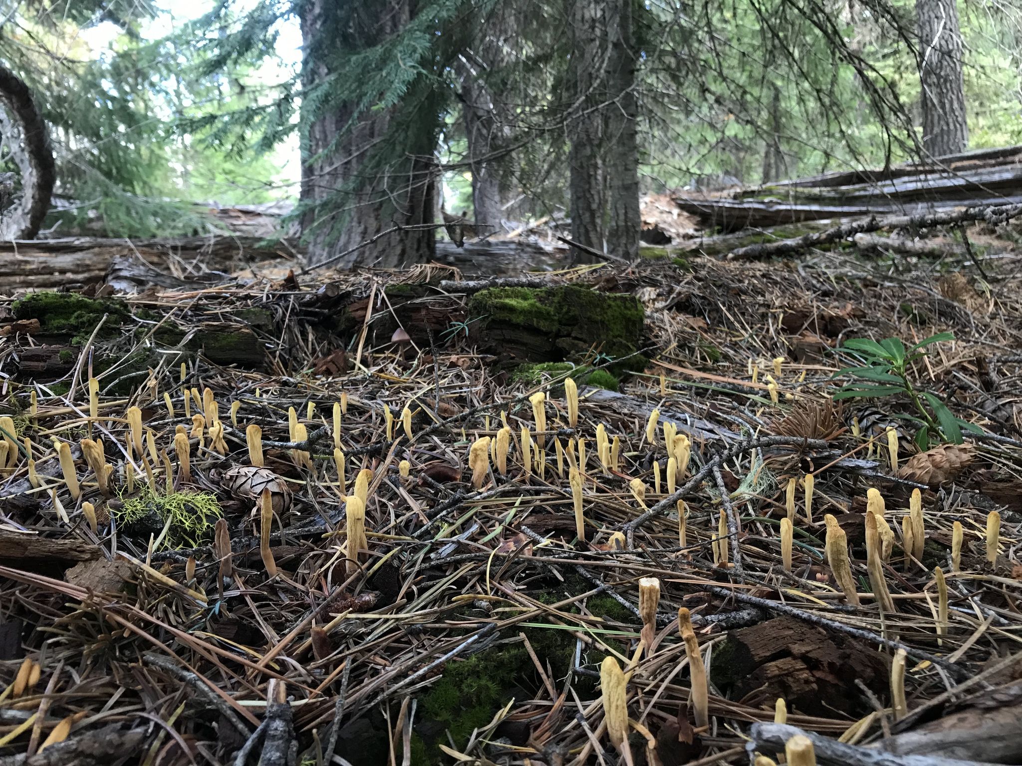 Рогатик язычковый. Клавариадельфус язычковый (Clavariadelphus ligula) - фото 4