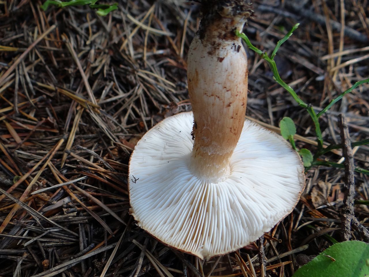 Рядовка бело-коричневая (Tricholoma albobrunneum) - фото 2