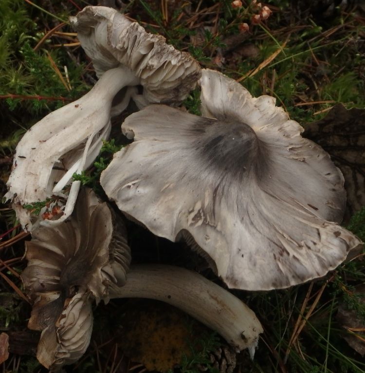 Рядовка мышиная (заострённая) (Tricholoma virgatum) - фото 11