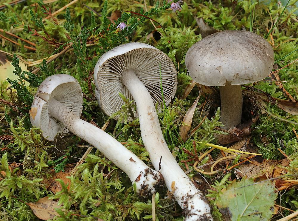 Рядовка мышиная (заострённая) (Tricholoma virgatum) - фото 7