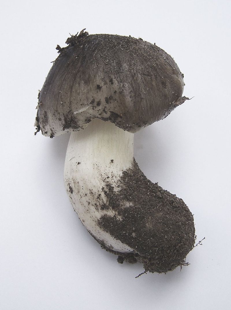 Рядовка серая (Tricholoma portentosum) - фото 7