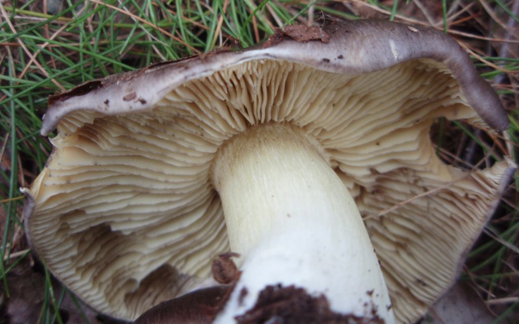 Рядовка серая (Tricholoma portentosum) - фото 8
