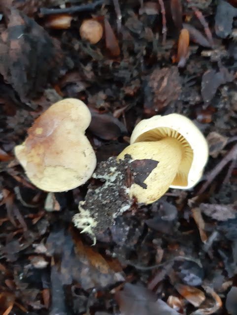 Рядовка серно-жёлтая (Tricholoma sulphureum) - фото 5