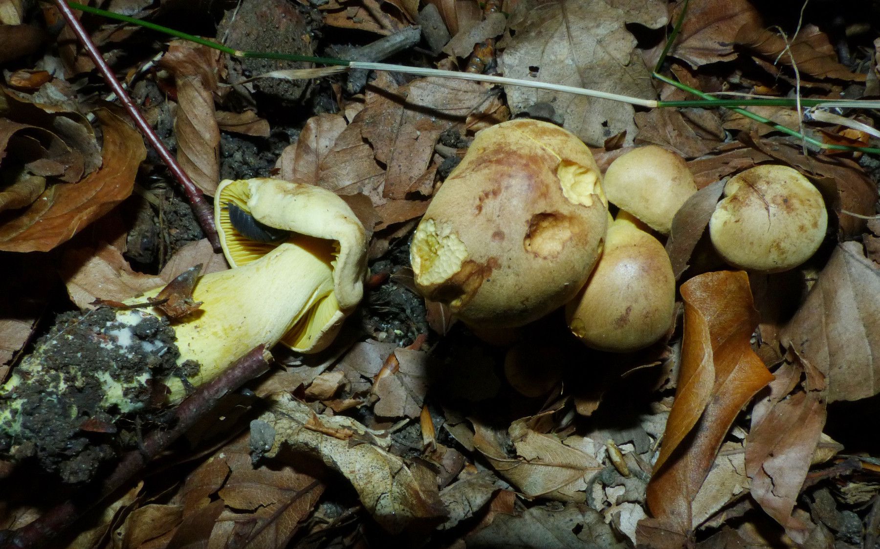 Рядовка серно-жёлтая (Tricholoma sulphureum) - фото 6