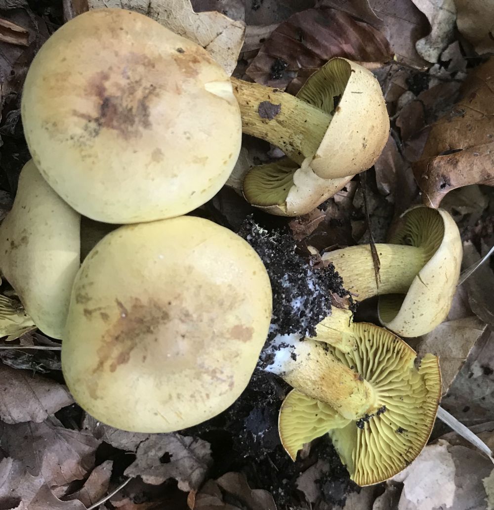Рядовка серно-жёлтая (Tricholoma sulphureum) - фото 7