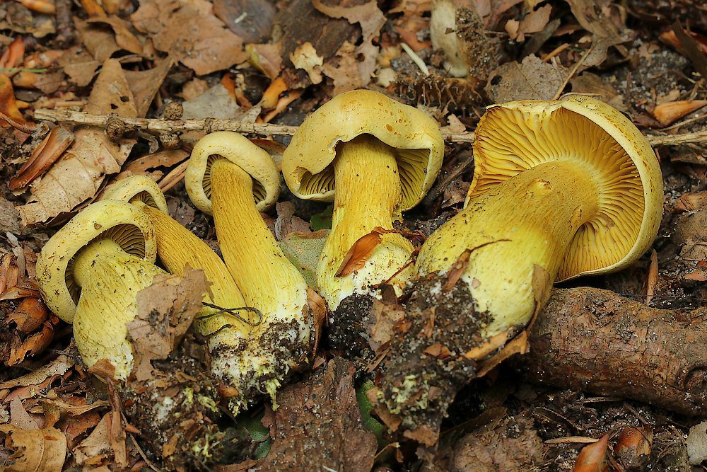 Рядовка серно-жёлтая (Tricholoma sulphureum) - фото 8