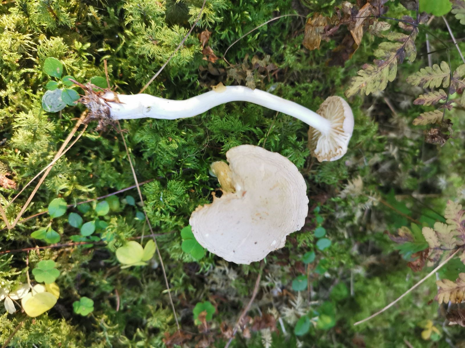 Рядовка вонючая (Tricholoma inamoenum) - фото 15