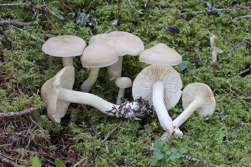 Рядовка вонючая (Tricholoma inamoenum) - фото 9