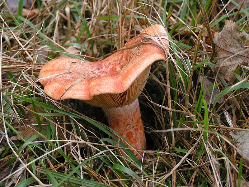 Рыжик сосновый. Рыжик боровой (Lactarius deliciosus)
