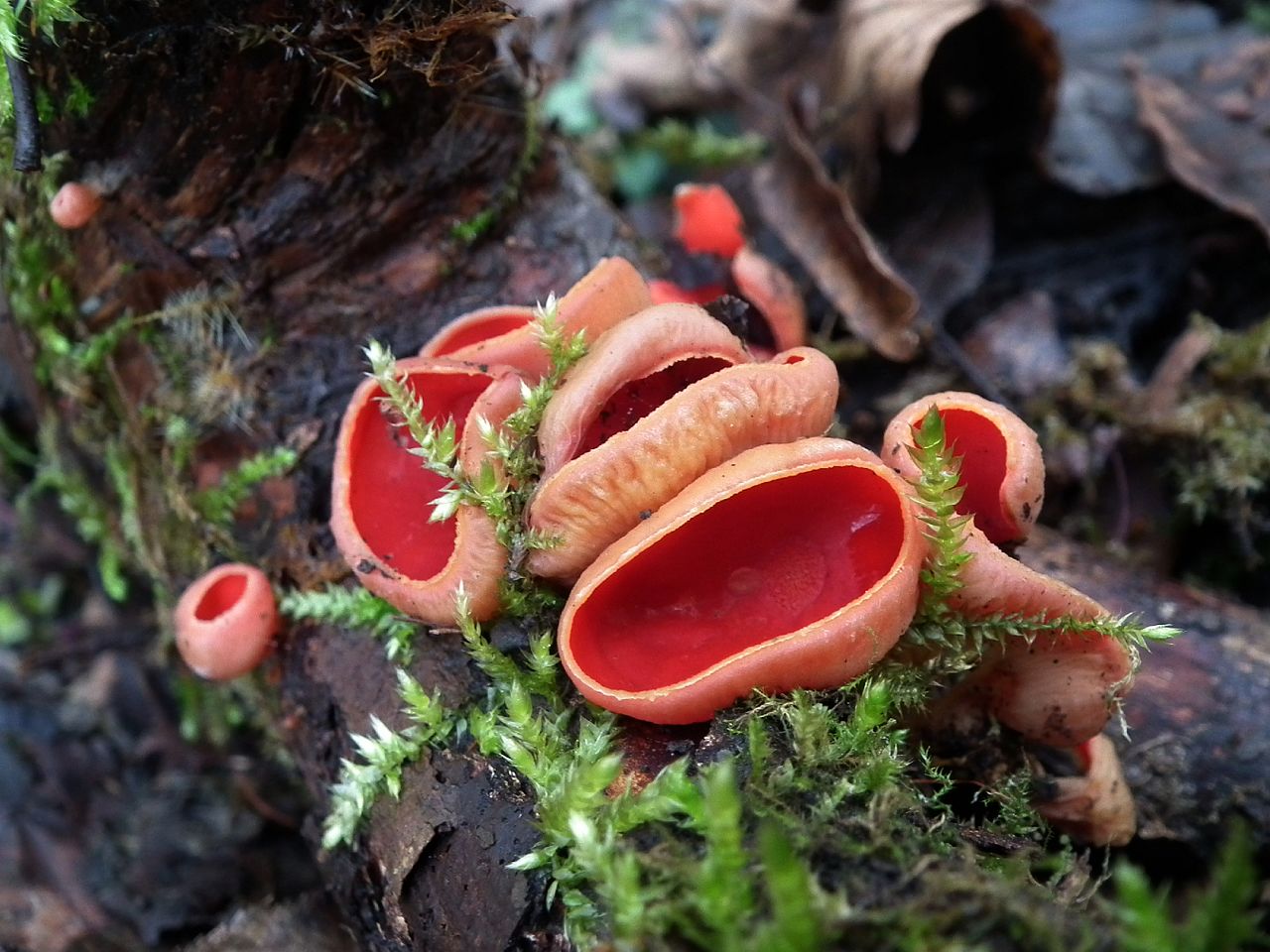 Саркосцифа алая (австрийская). Алая эльфова чаша (Sarcoscypha coccinea) - фото 3