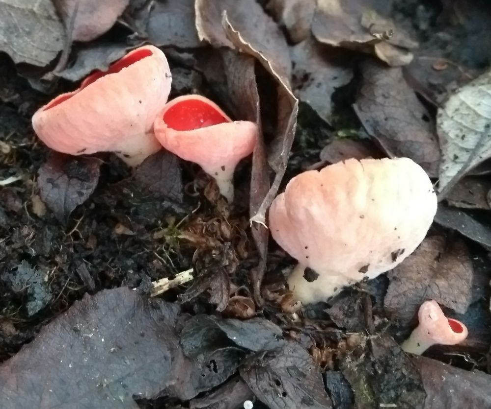 Саркосцифа алая (австрийская). Алая эльфова чаша (Sarcoscypha coccinea) - фото 4