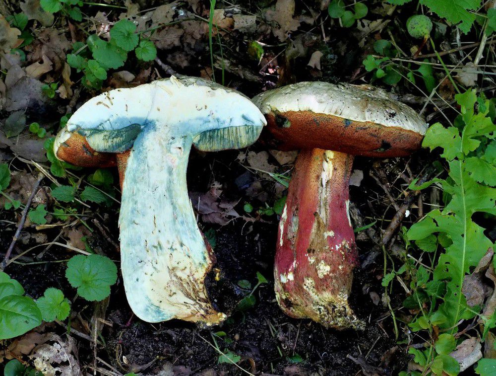 Сатанинский гриб (Boletus satanas) - фото 12
