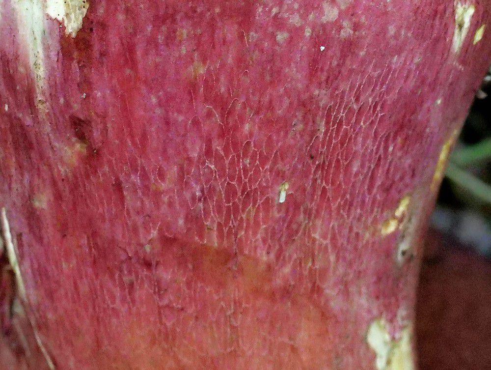 Сатанинский гриб (Boletus satanas) - фото 13
