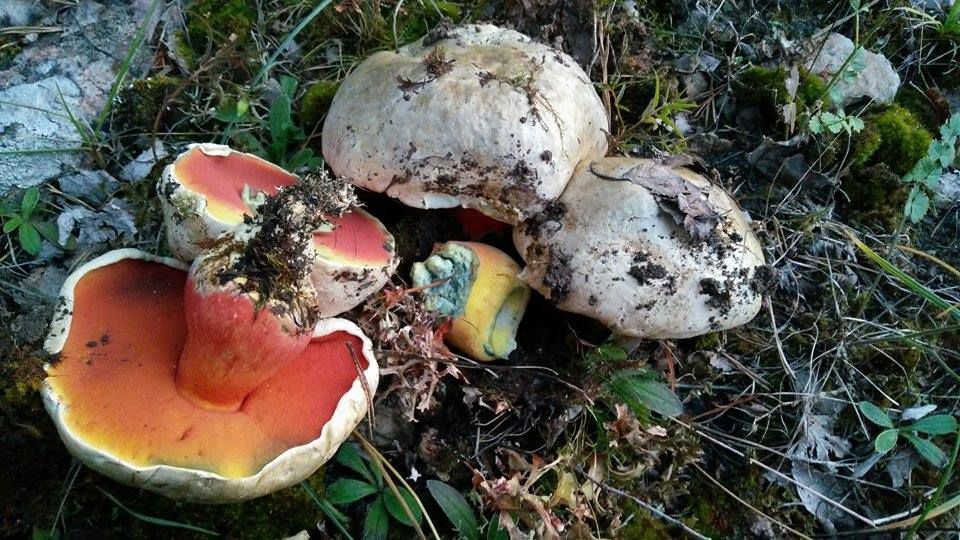 Сатанинский гриб (Boletus satanas) - фото 5