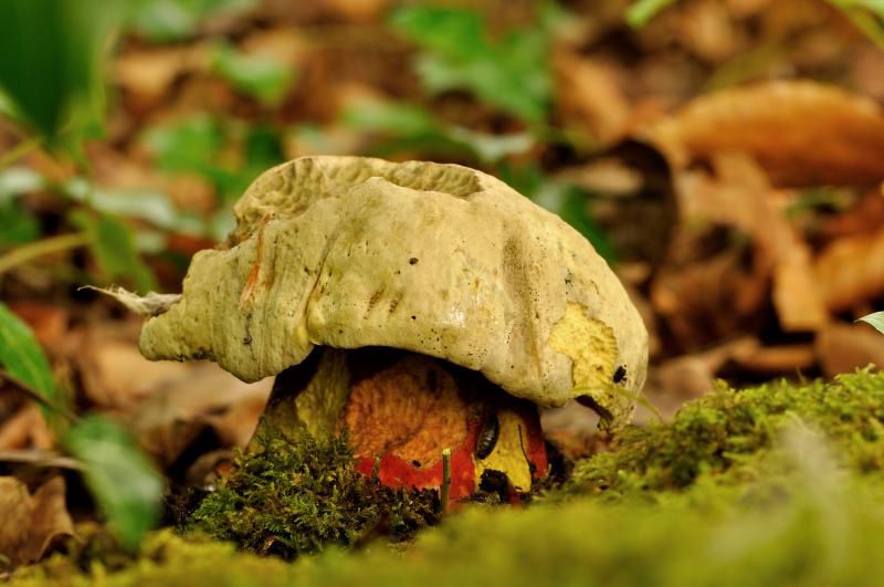 Сатанинский гриб (Boletus satanas) - фото 6