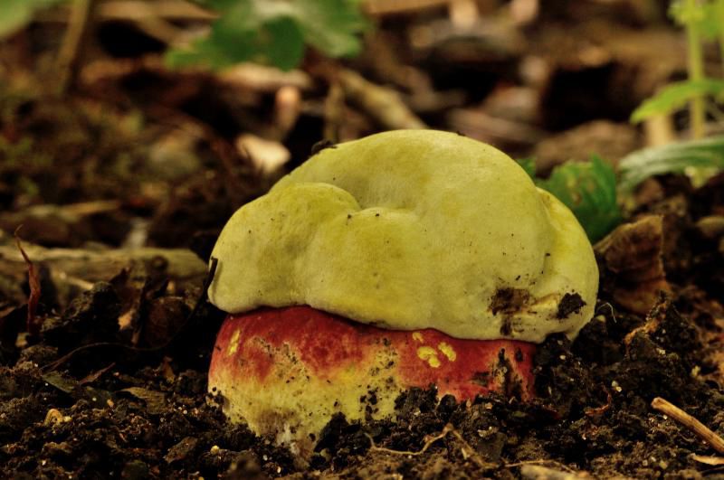Сатанинский гриб (Boletus satanas) - фото 7