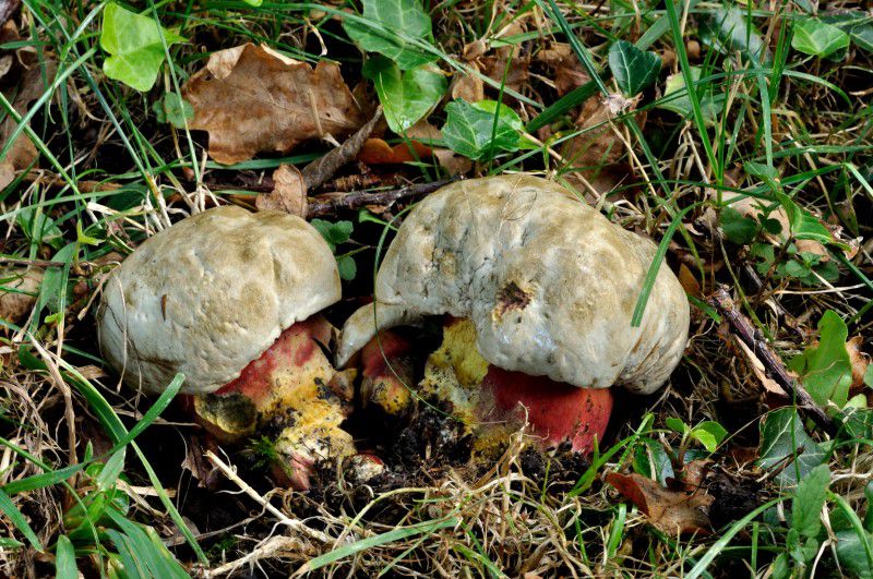 Сатанинский гриб (Boletus satanas) - фото 9