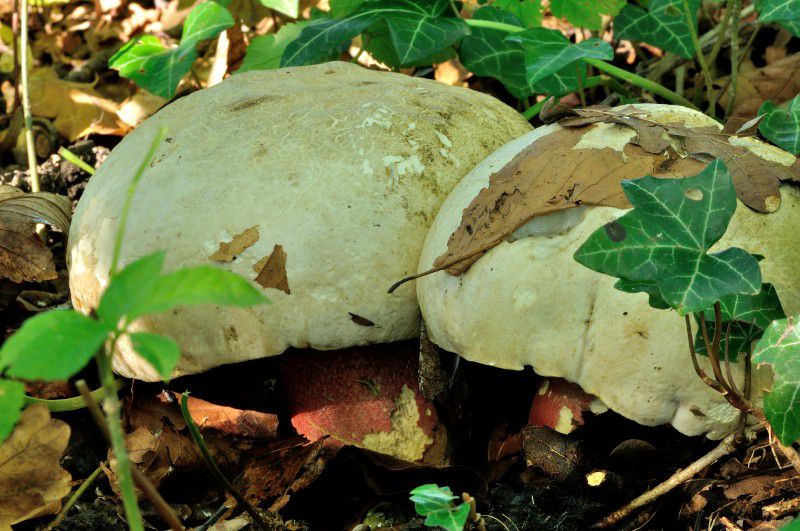 Сатанинский гриб (Boletus satanas) - фото 10