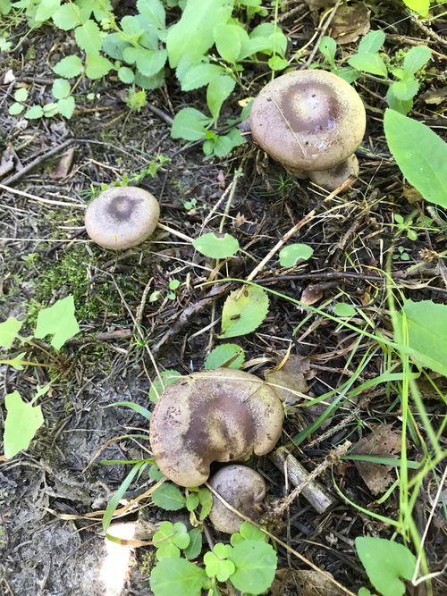 Серушка. Серуха. Подорешник. Подорожница (Lactarius flexuosus) - фото 6