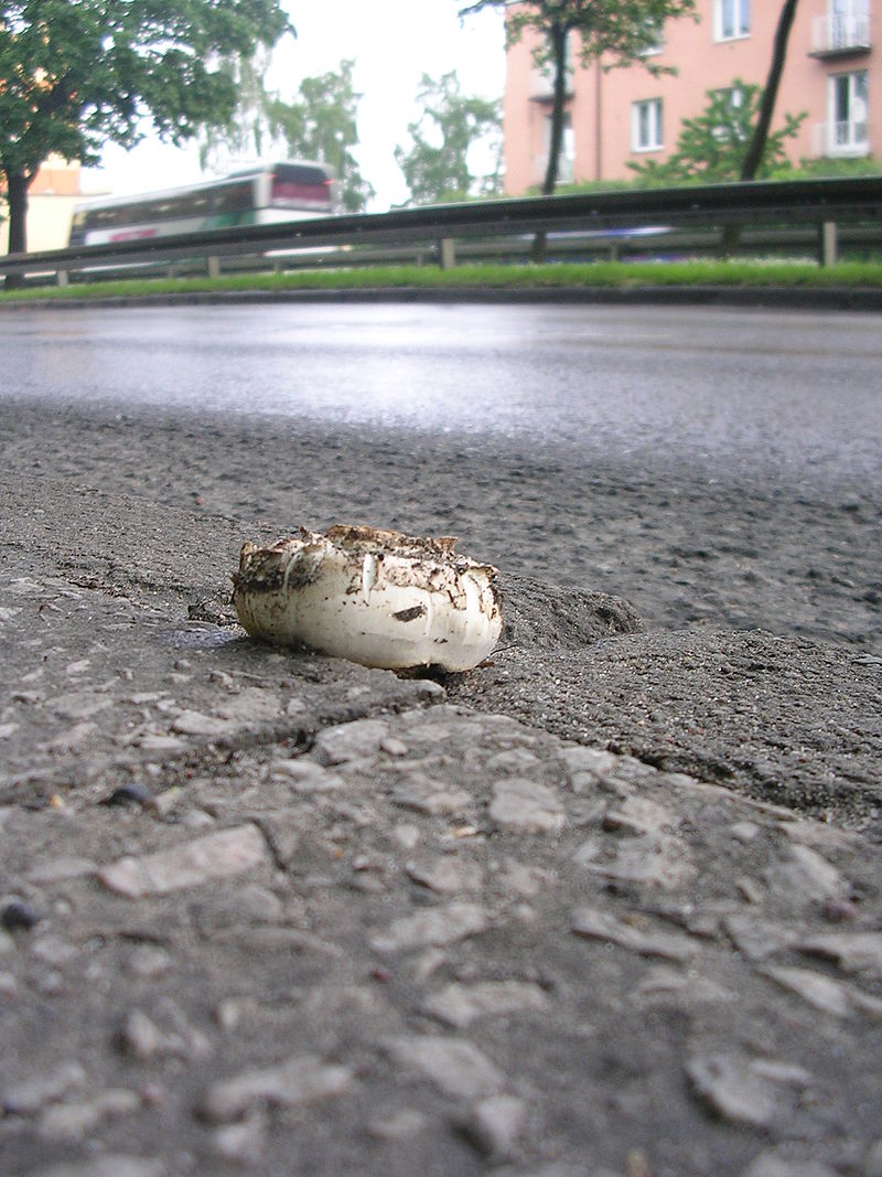 Шампиньон двукольцевой (тротуарный) (Agaricus bitorquis) - фото 2