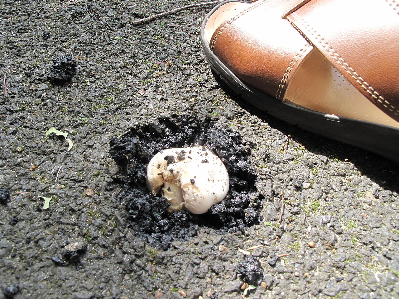 Шампиньон двукольцевой (тротуарный) (Agaricus bitorquis) - фото 6