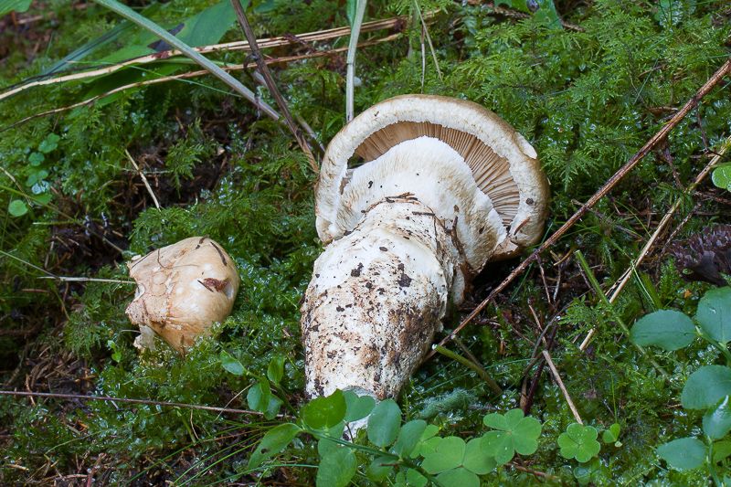 Шампиньон императорский (Catathelasma imperiale) - фото 7