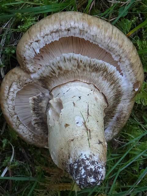 Шампиньон императорский (Catathelasma imperiale) - фото 9