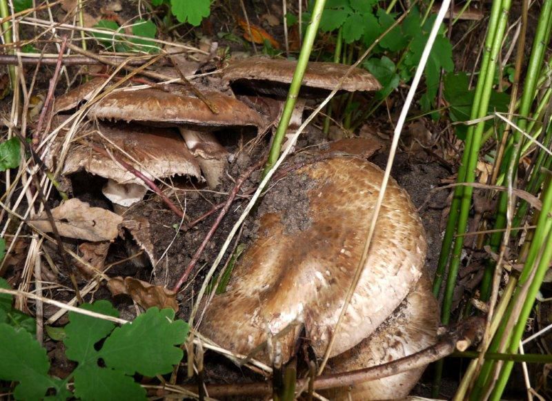 Шампиньон паровой (Agaricus vaporarius) - фото 2