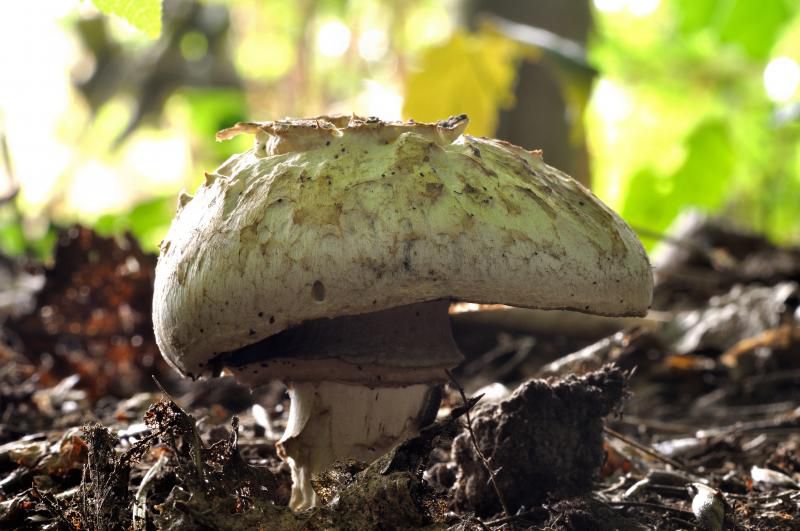 Шампиньон паровой (Agaricus vaporarius) - фото 11