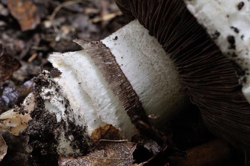 Шампиньон паровой (Agaricus vaporarius) - фото 12
