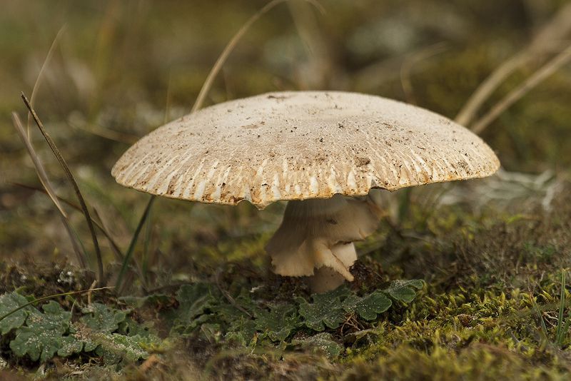 Шампиньон паровой (Agaricus vaporarius) - фото 6