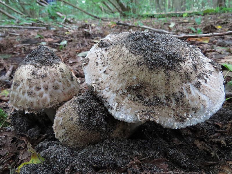 Шампиньон паровой (Agaricus vaporarius) - фото 7